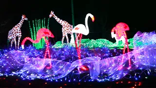 花の文化園 イルミネーションイベント紹介PV画像